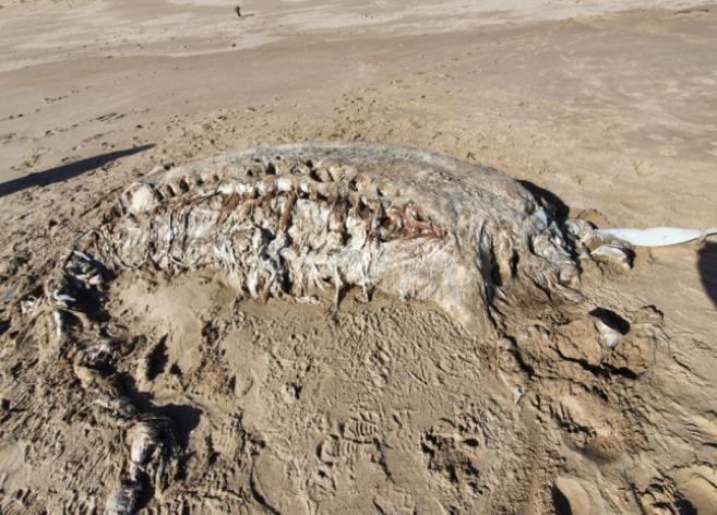 英國海灘現神秘海獸屍體：重4噸，無頭無四肢