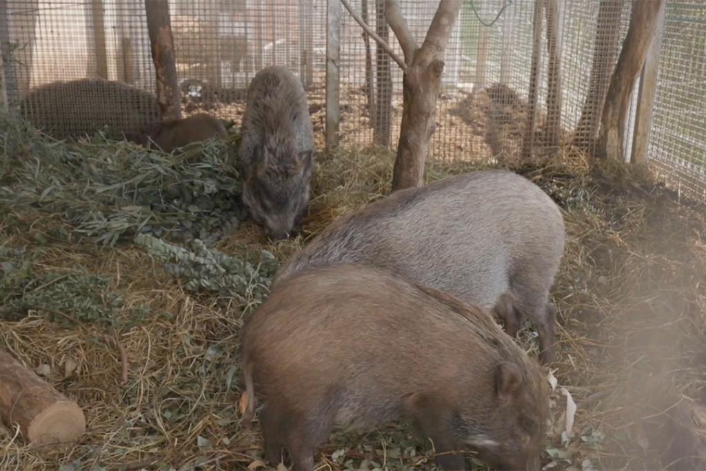 你沒看錯！為什麽南京城裏，總有野豬在狂奔？