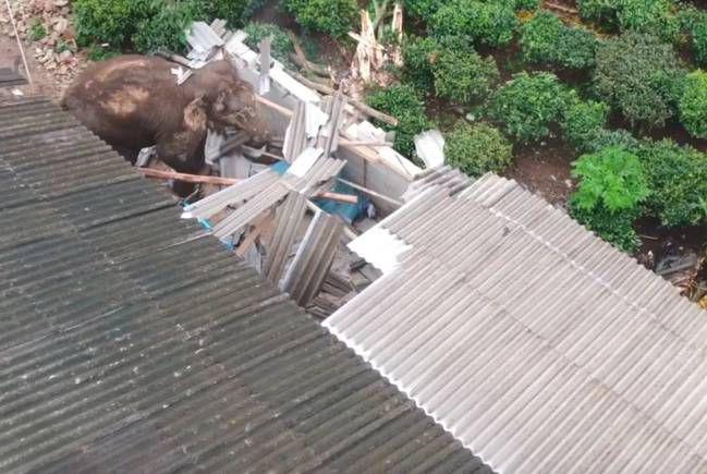 大啖4噸菠蘿後大象抵達昆明，村民的回複亮了
