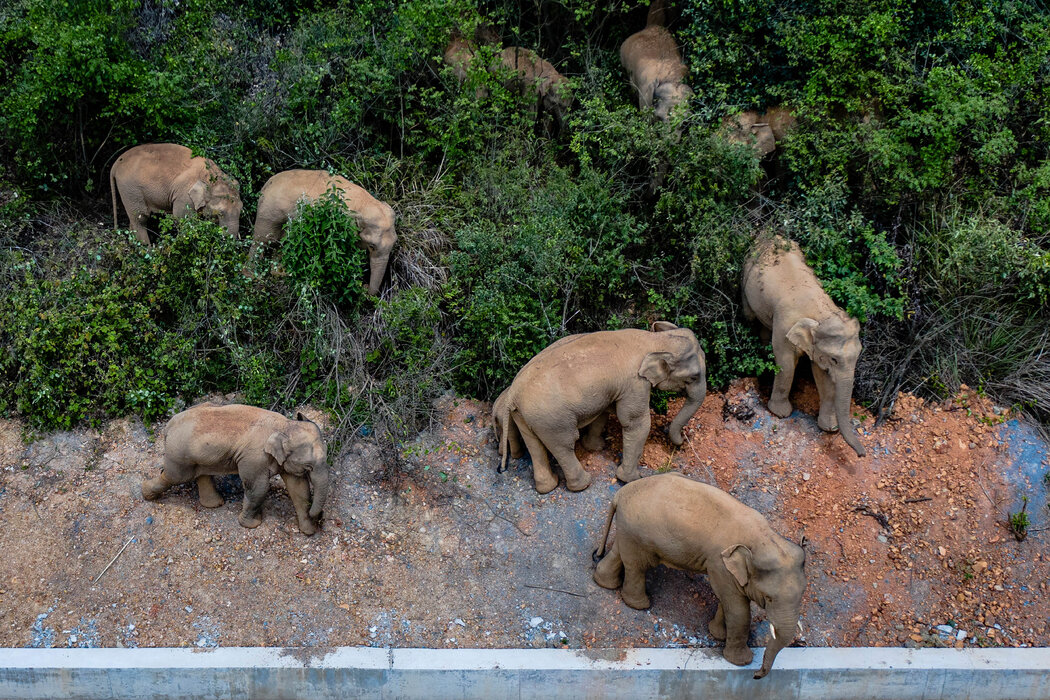 15頭亞洲象的漫長遷徙：為何遷徙？為何向北遷？
