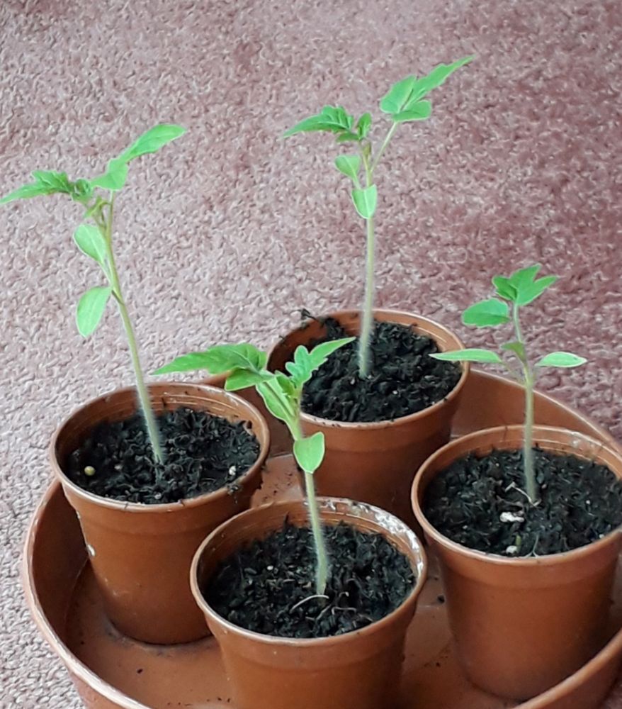 Tomato plantlet