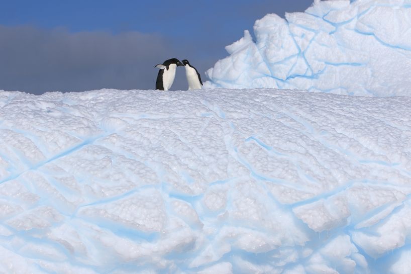 企鵝太可愛！ 到南極一看才知道他們過得有多命苦？
