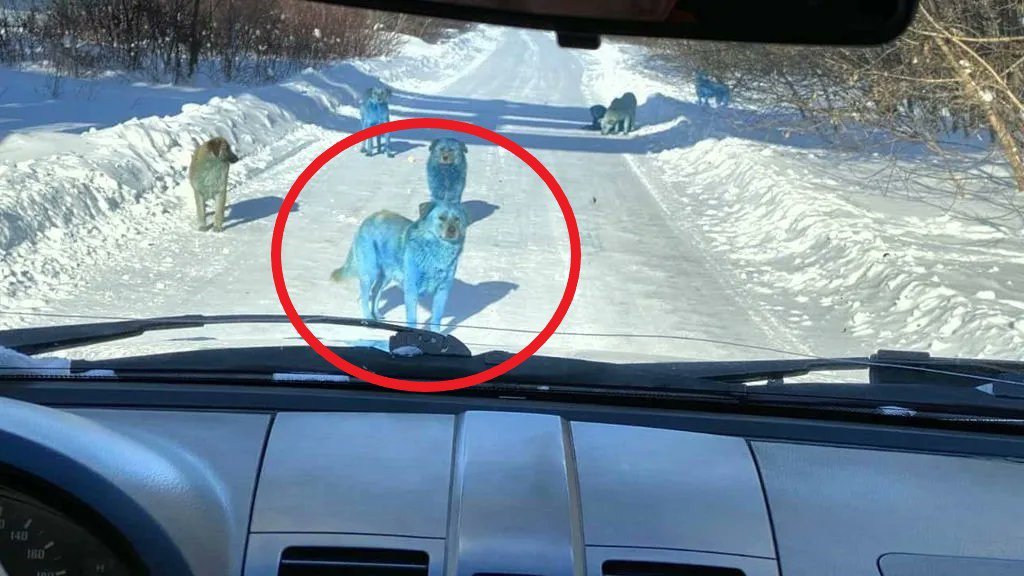 俄羅斯驚見“藍色流浪狗” 疑遭有害化學物質染色
