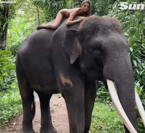 俄羅斯女模特裸體騎瀕危大象，網友氣憤不已，當事人辯解後道歉