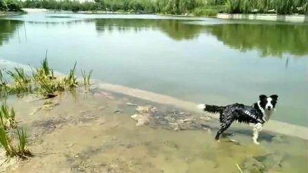 狗狗跳進河裏遊泳，半小時後恐怖的一幕發生了！
