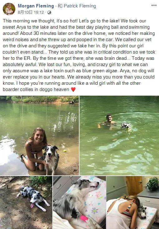 狗狗跳進河裏遊泳，半小時後恐怖的一幕發生了！