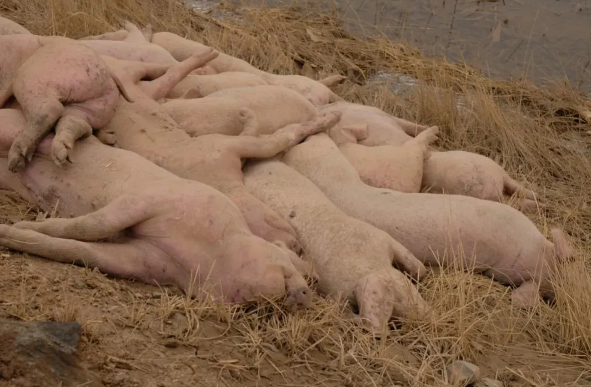 觸目驚心：黃河大堤出現大量死豬