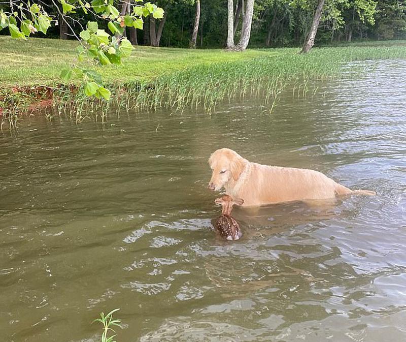 金毛犬在湖中救了溺水小鹿 第二天小鹿來找“救命恩人”