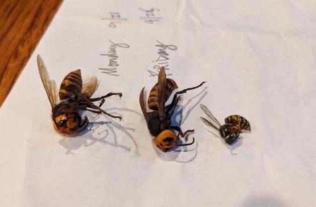 美國境內再次發現“殺人蜂”：體型巨大 可致人死亡