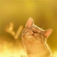 曬太陽的貓