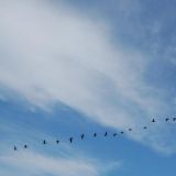 飛翔在安大略湖的大雁