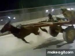 Fast Donkey with crazy speed on Make a GIF
